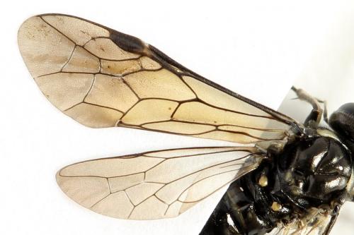 Réf. 290 975 : Macrophya albicincta