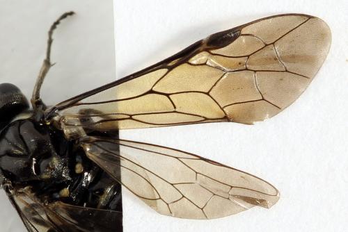 Réf. 290 976 : Macrophya albicincta