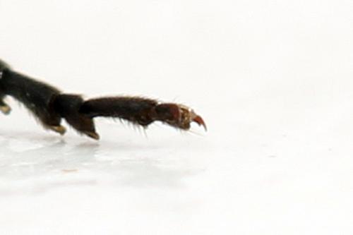 Réf. 290 977 : Macrophya albicincta