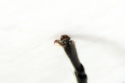 Réf. 290 978 : Macrophya albicincta