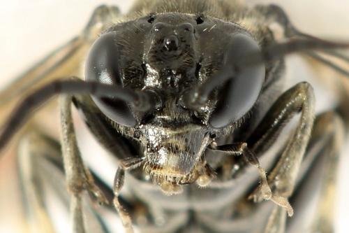 Réf. 290 979 : Macrophya albicincta