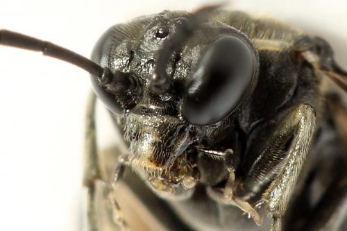 Réf. 290 980 : Macrophya albicincta