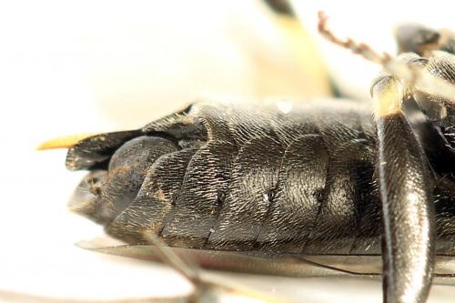 Réf. 290 981 : Macrophya albicincta