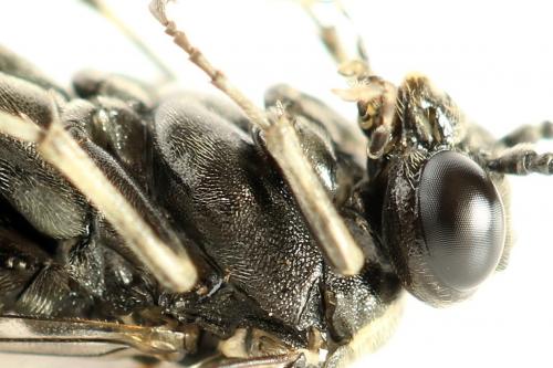 Réf. 290 982 : Macrophya albicincta