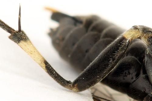 Réf. 290 983 : Macrophya albicincta