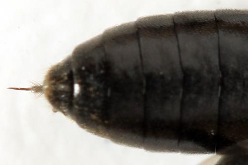 Réf. 290 984 : Macrophya albicincta