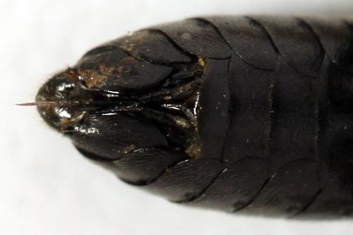 Réf. 290 985 : Macrophya albicincta