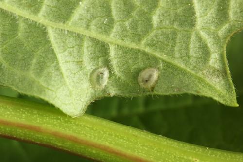 Réf. 290 991 : Macrophya albicincta
