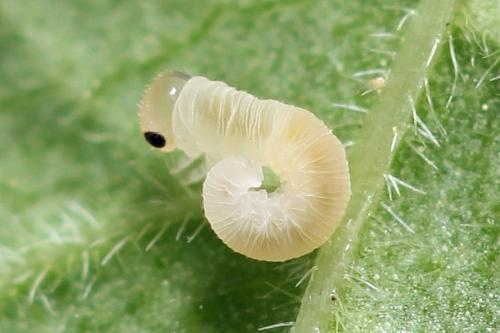 Réf. 290 993 : Macrophya albicincta