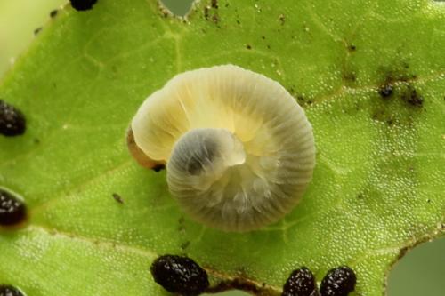 Tenthredo campestris