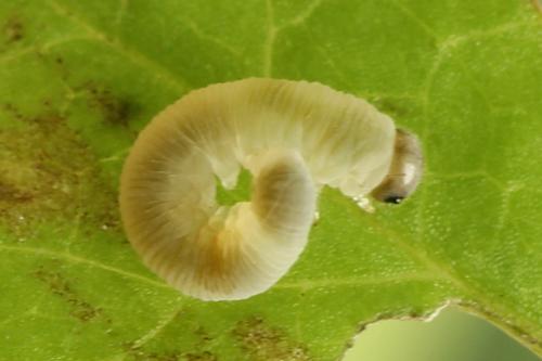 Tenthredo campestris