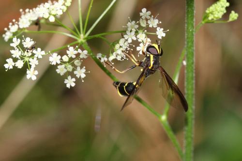 Doros destillatorius