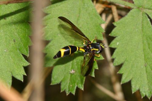 Réf. 290 088 : Doros destillatorius