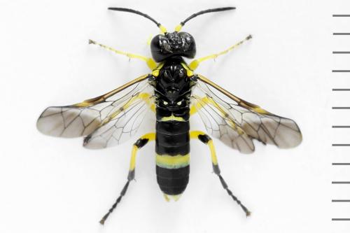 Zonuledo zonula
