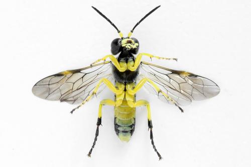 Zonuledo zonula
