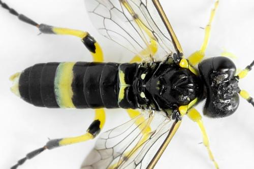 Zonuledo zonula