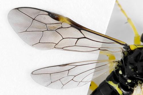 Zonuledo zonula