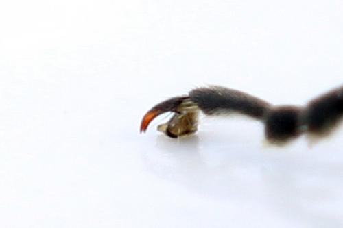 Zonuledo zonula