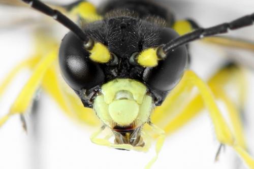 Zonuledo zonula
