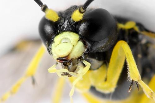 Zonuledo zonula