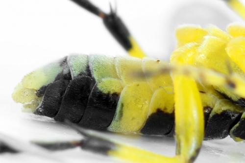 Zonuledo zonula