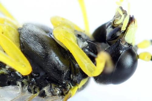 Zonuledo zonula