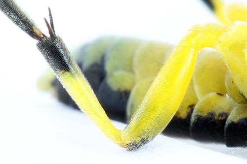Zonuledo zonula