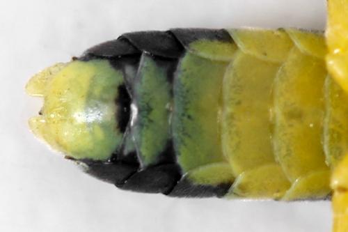 Zonuledo zonula