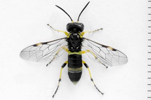 Zonuledo zonula