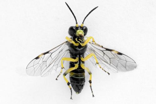 Zonuledo zonula