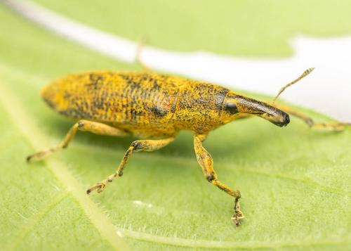 Réf. 290 199 : Lixus pulverulentus