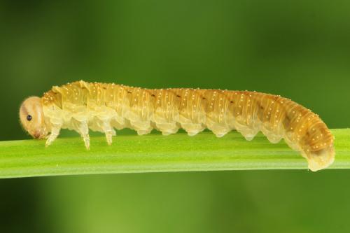 Réf. 290 939 : Tenthredo campestris