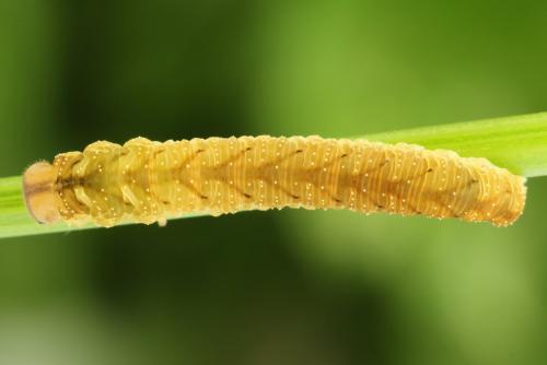 Réf. 290 940 : Tenthredo campestris