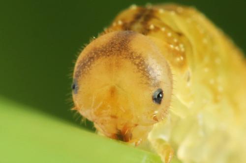 Réf. 290 941 : Tenthredo campestris