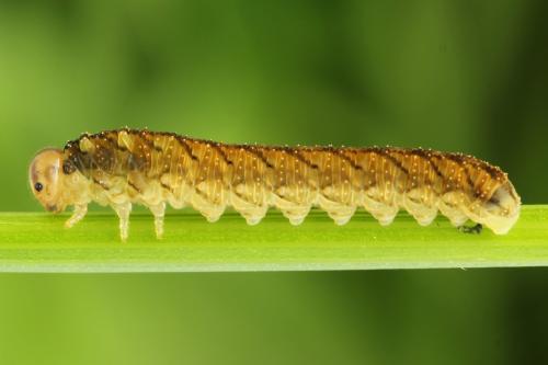 Tenthredo campestris