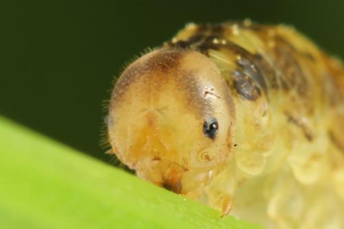 Réf. 290 947 : Tenthredo campestris