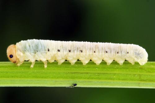Réf. 290 994 : Macrophya albicincta