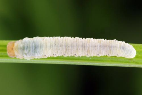 Réf. 290 995 : Macrophya albicincta