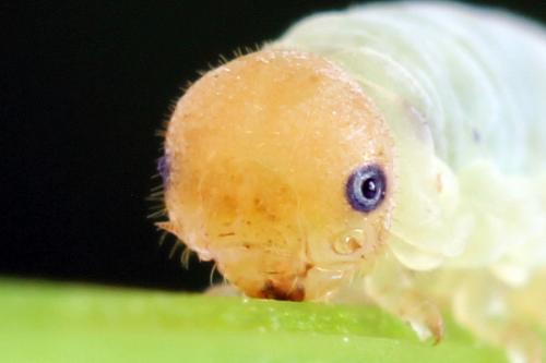 Réf. 290 996 : Macrophya albicincta