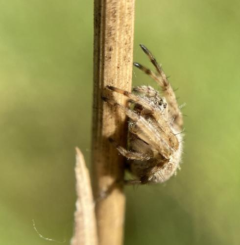 Agalenatea redii