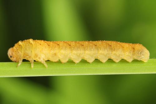 Réf. 290 948 : Tenthredo campestris