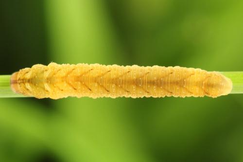 Réf. 290 949 : Tenthredo campestris