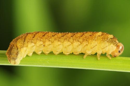 Réf. 290 950 : Tenthredo campestris