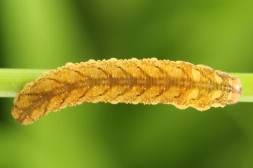Réf. 290 951 : Tenthredo campestris