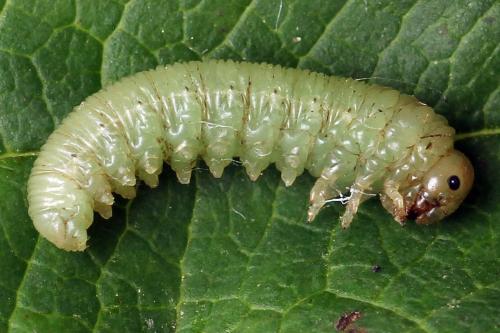 Réf. 290 997 : Macrophya albicincta