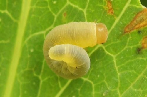 Zonuledo zonula