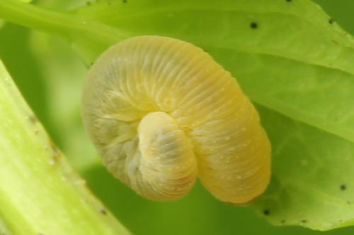 Zonuledo zonula