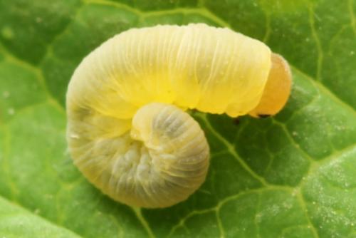 Zonuledo zonula