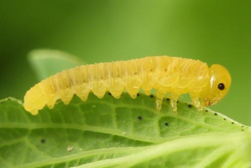 Zonuledo zonula