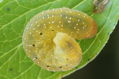 Zonuledo zonula